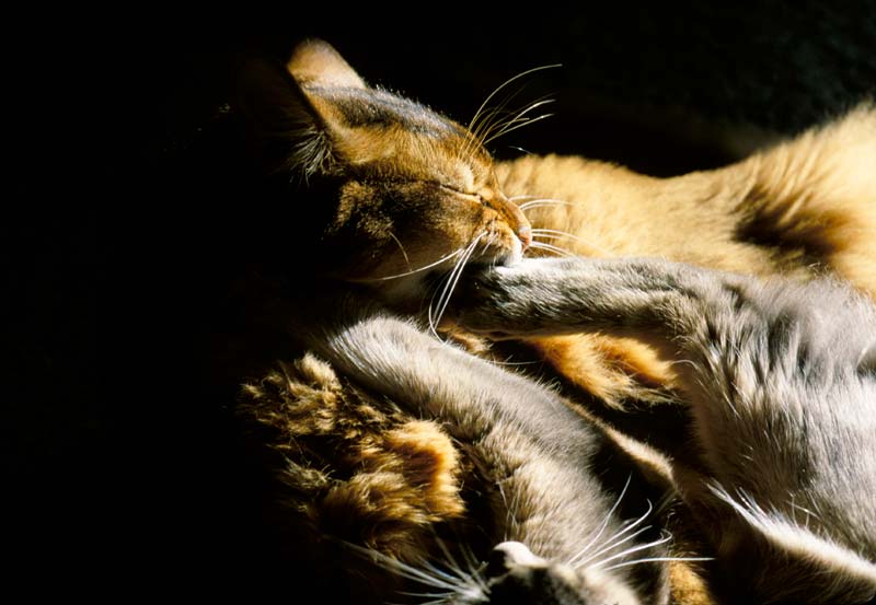 "Cat Fight"