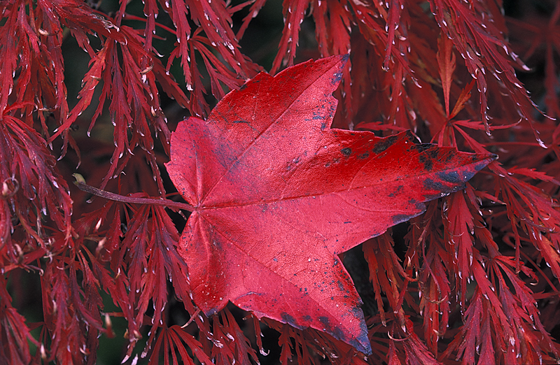 Maple Leaves