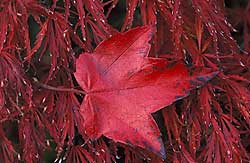Maple Leaves