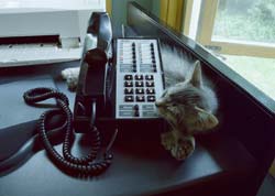 "Mitts Call"