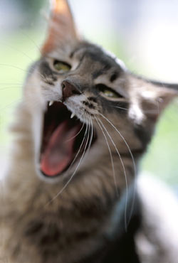 "Mitts Attack"