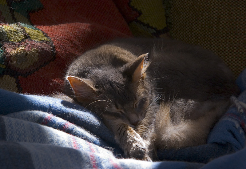 Sleep