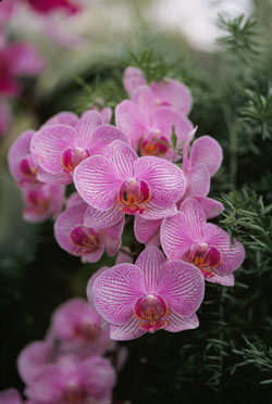 ?Duke's Orchids?