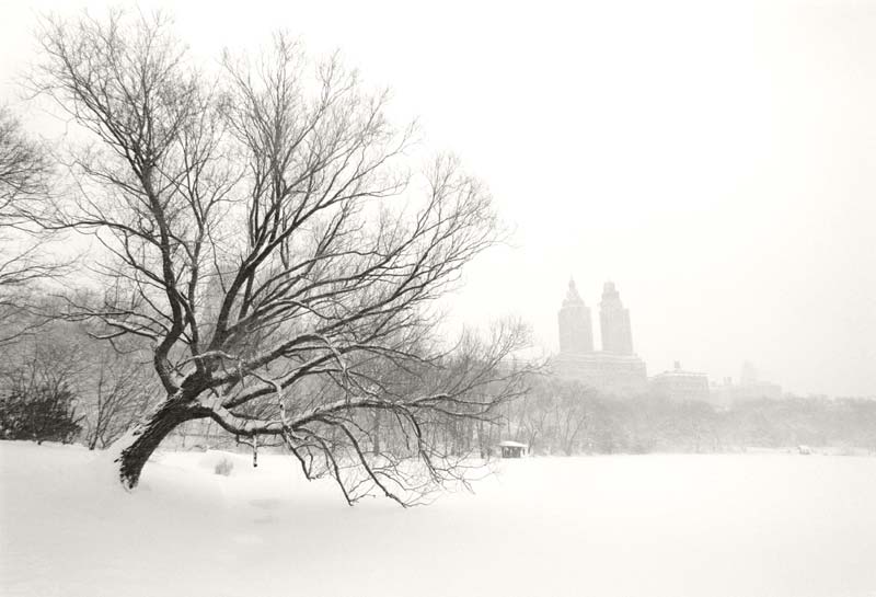 "January Tree"