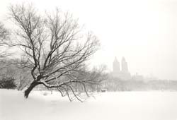 January Tree