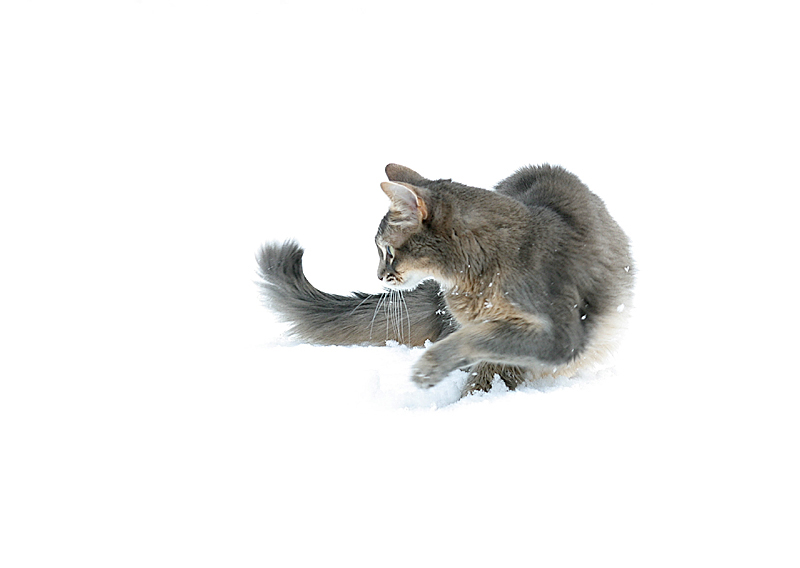 "Snow Mitts"
